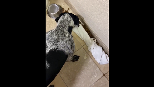 Очень воспитанный пес случайно рассыпал корм и решил прибраться – видео - Sputnik Грузия