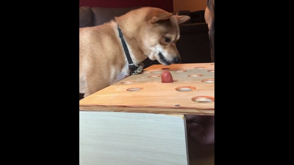 Собака-игроман не может поймать сосиску и срывается на сородиче – смешное видео - Sputnik Грузия