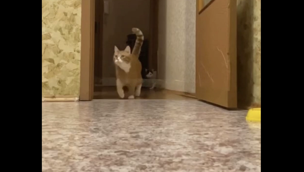 Хозяин решил разыграть своих котов скотчем в дверном проеме, и у него получилось – видео - Sputnik Грузия
