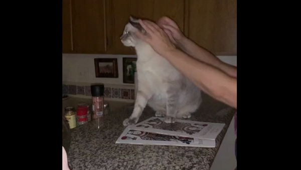 Аж тошнит: кошка смотрела на ласки хозяйки с другим котом и издала странный звук – видео - Sputnik Грузия