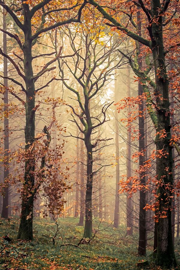 Снимок британского фотографа Дэвида Джи Джонса под названием Деревья Мортимера, сделанный в Мортимер-Форест в графстве Шропшир - Sputnik Грузия