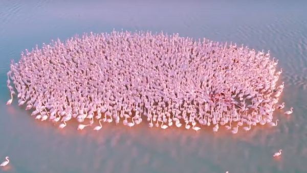 По пути на юг: сотни розовых фламинго остановились на озере в Казахстане - Sputnik Грузия