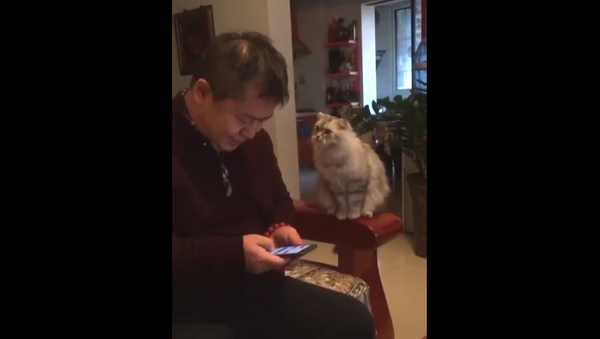 Ты мог бы быть гораздо ласковее: любвеобильный кот упрекает своего хозяина – видео - Sputnik Грузия