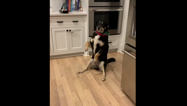 Когда ему что-то нужно, мы видим это: ждущий внимания хозяев пес рассмешил Сеть – видео - Sputnik Грузия