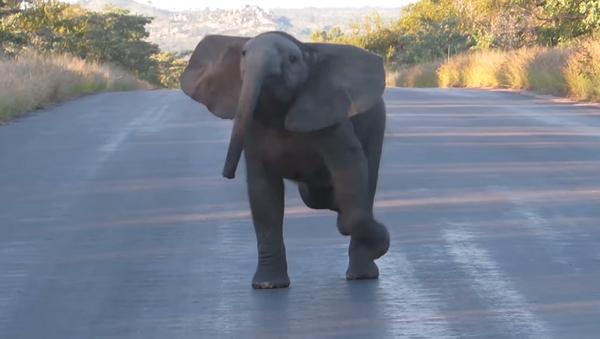 Смотрите и учитесь: слоненок из сафари-парка решил станцевать перед туристами – видео - Sputnik Грузия