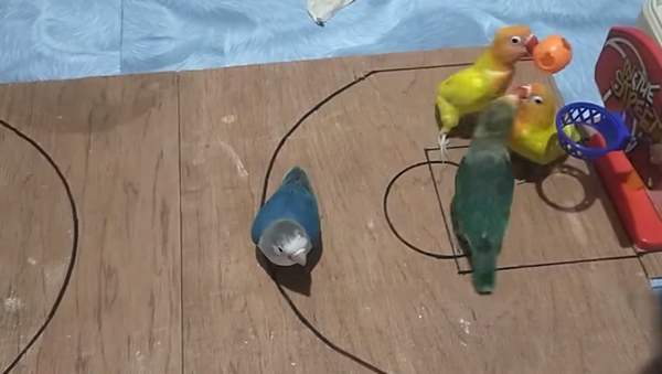 Интереснее, чем NBA: играющие в баскетбол попугайчики покорили Сеть – видео - Sputnik Грузия