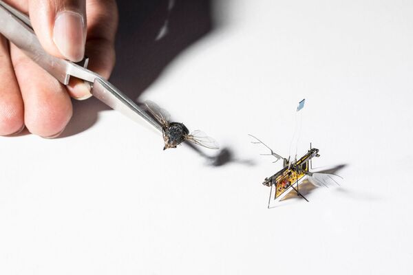 Летающий робот RoboFly немного больше настоящей мухи. Вдохновленный крылатыми насекомыми и весом всего 74 миллиграммов, RoboFly может летать по воздуху, ходить по земле и дрейфовать по воде

 - Sputnik Грузия