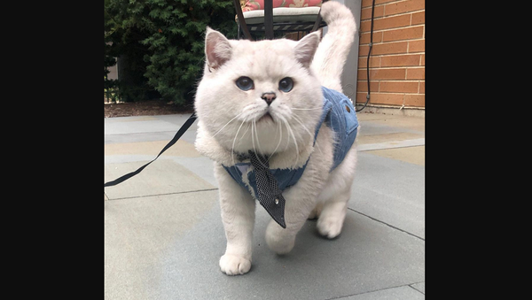 Плюшевый брутальный милашка: красивейший кот россиянки покоряет Сеть – видео - Sputnik Грузия
