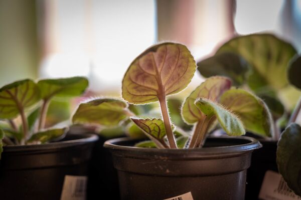 Фиалки на мегабайты, или Как учитель года спасает образование в грузинской глубинке - Sputnik Грузия