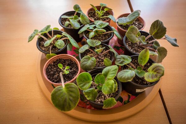 Фиалки на мегабайты, или Как учитель года спасает образование в грузинской глубинке - Sputnik Грузия