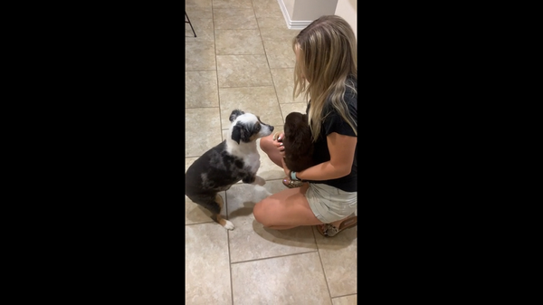 Покажи, покажи! О нет…: хозяйка привела домой щенка, реакция ее собаки бесценна – видео - Sputnik Грузия
