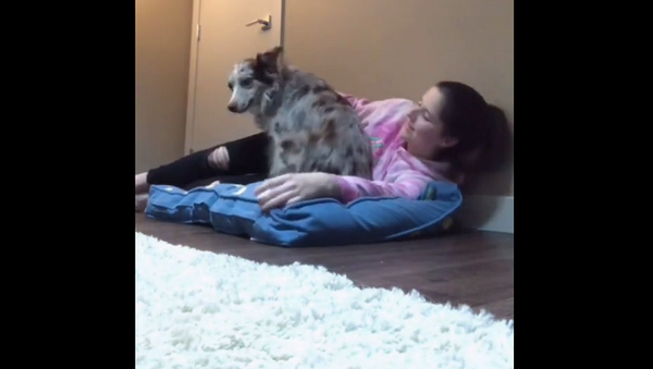 Девушка решила лечь на кровать своей собаки и посмотреть на ее реакцию – видео - Sputnik Грузия