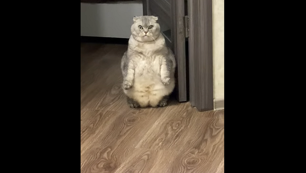 Давай еду или съем тебя: кошка встречает гостей пугающим одержимым взглядом – видео - Sputnik Грузия