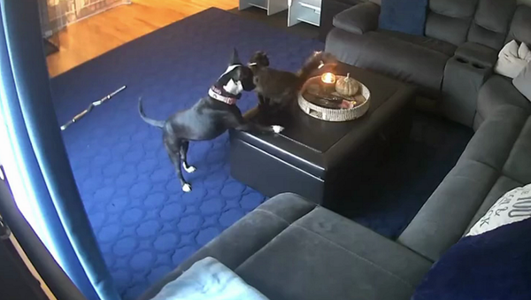 Кошка играла с собакой около свечи и случайно подожгла хвост, ее реакция бесценна – видео - Sputnik Грузия