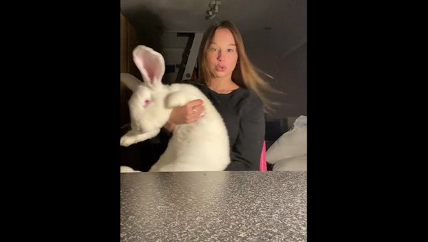 Громаднейший кролик девушки из Нидерландов шокировал Сеть – 70 млн просмотров на видео - Sputnik Грузия