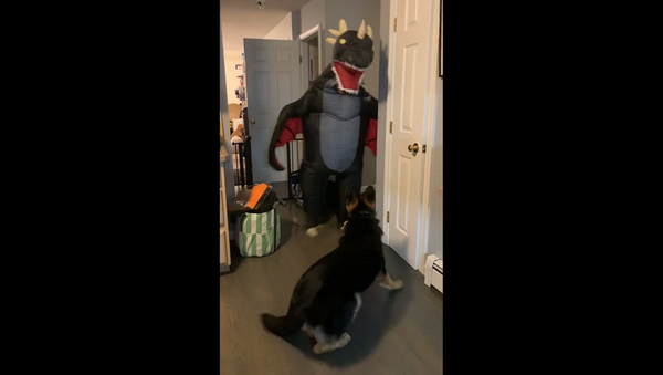 Парень решил разыграть своего пса, надев костюм дракона – смешное видео - Sputnik Грузия
