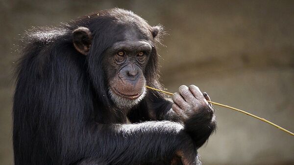 Шимпанзе - Sputnik Грузия