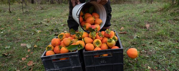 Сбор урожая хурмы - Sputnik Грузия