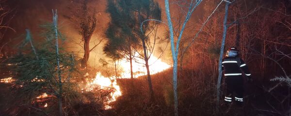 Лесной пожар в Западной Грузии у села Кулеви - Sputnik Грузия