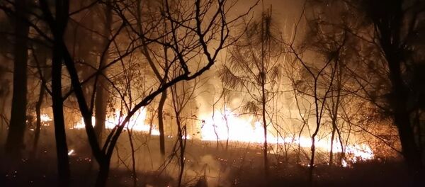 დიდი ხანძარი სოფელ ყულევის ტყეში - ვიდეო დიდი ხანძარი სოფელ ყულევის ტყეში - ვიდეო - Sputnik საქართველო