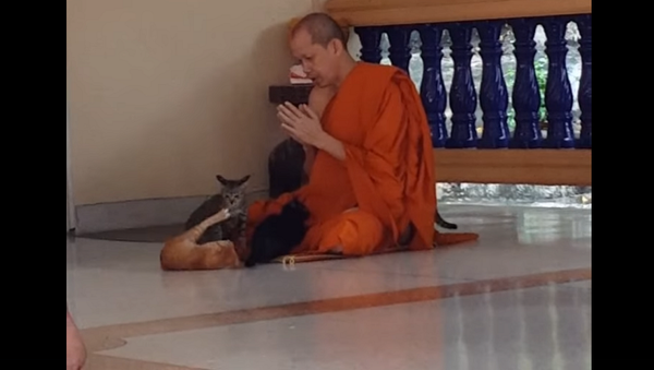 Повелитель спокойствия: медитирующий посреди дерущихся кошек буддист покорил Сеть – видео - Sputnik Грузия