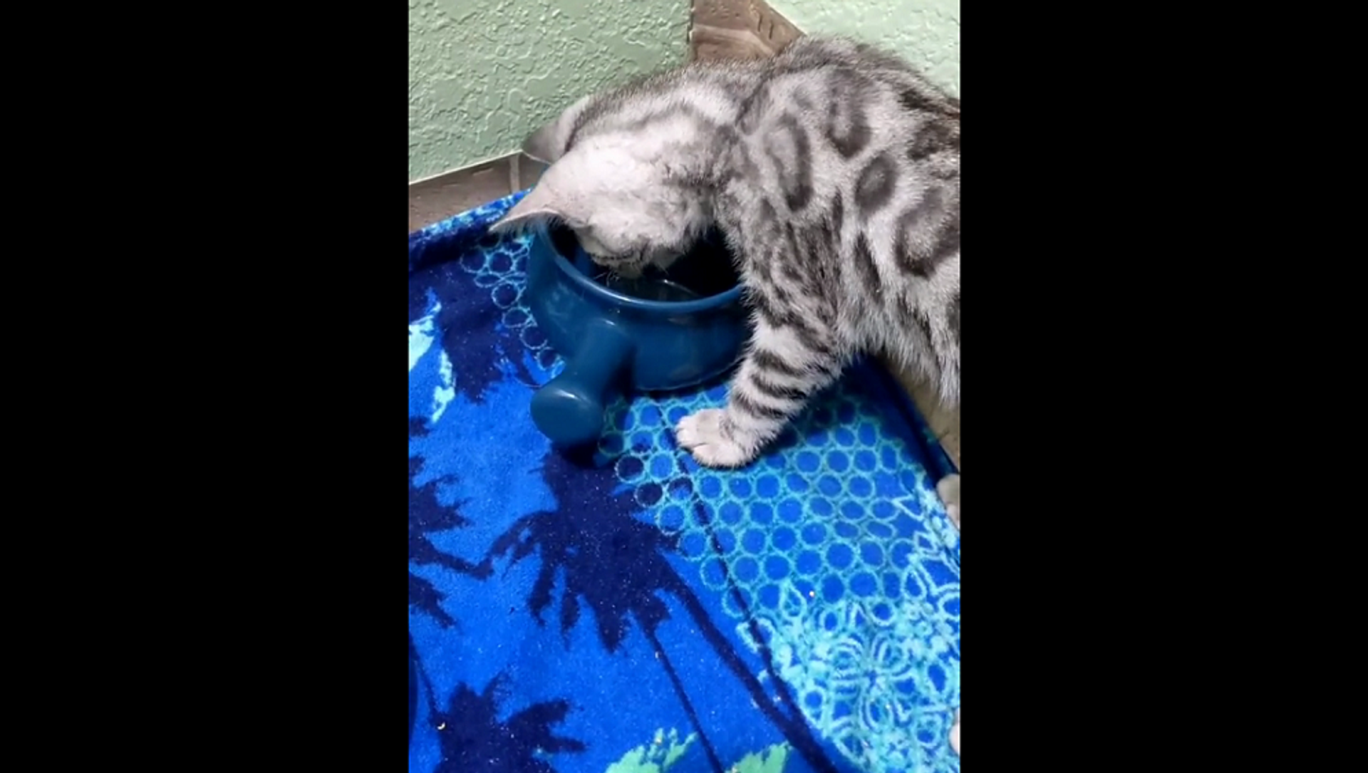 Эмоциональный котенок ругается на воду за то, что она слишком мокрая –  смешное видео