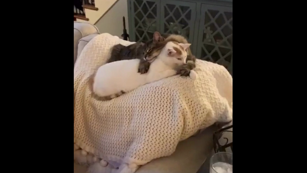 Возьми меня за лапу: кот и кошка легли в очень романтичной позе и умилили Сеть – видео - Sputnik Грузия