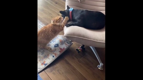 Ожесточенную схватку собаки и кота ради места на мягком стуле сняли на видео - Sputnik Грузия
