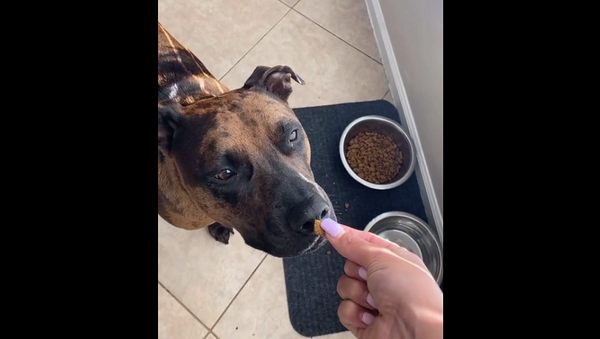 Мужчина показал, через что проходит каждый день, чтобы его собака съела корм – видео - Sputnik Грузия