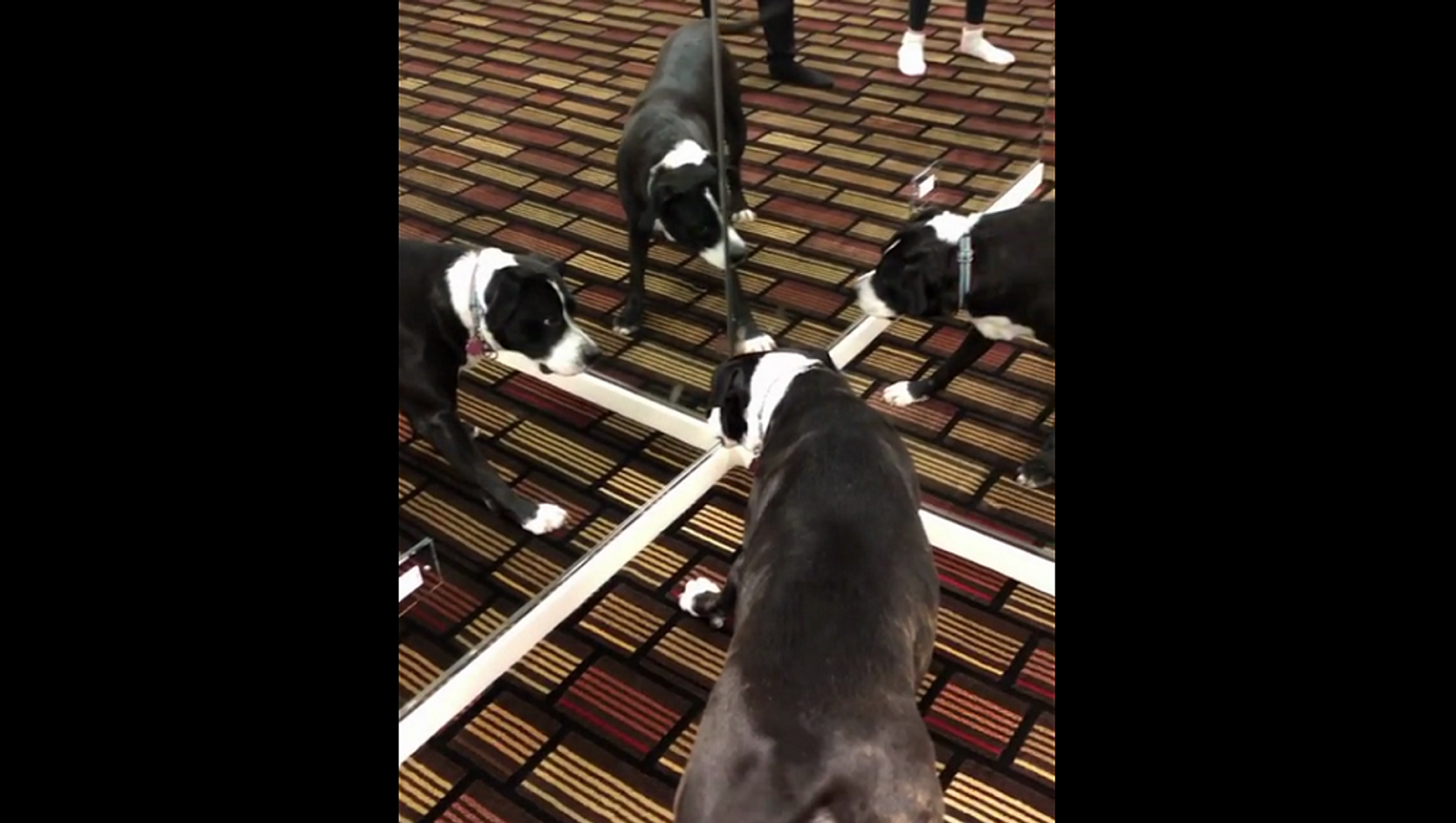 3 собаки видео. Собака в зеркальной комнате. Притча о собаке в зеркальной комнате. Собака в зеркальной комнате картинки фотографии. Отражение собаки в 1000 зеркалах.