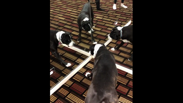 Три собаки загнали растерянного пса в зеркальный угол – забавное видео - Sputnik Грузия