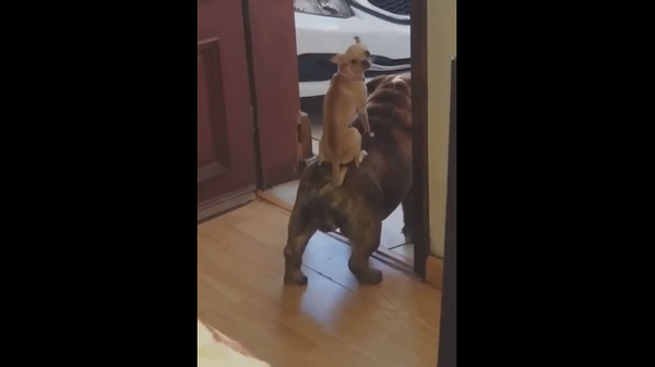 Большая и маленькая собака объединились для лая на прохожих – забавное видео - Sputnik Грузия