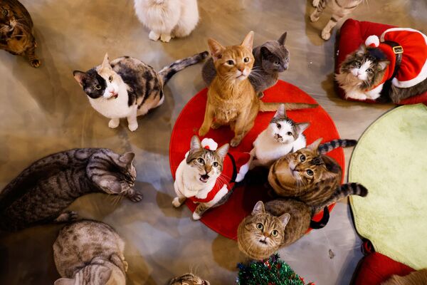 Кошки смотрят на Catgarden в Сеуле - Sputnik Грузия