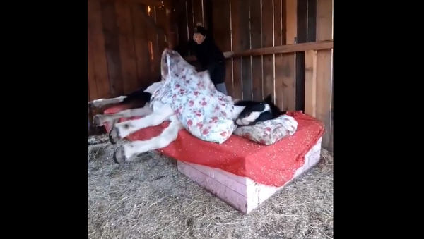 Девушка показала, как укладывает спать свою лошадь на кровать, и умилила Сеть – видео - Sputnik Грузия