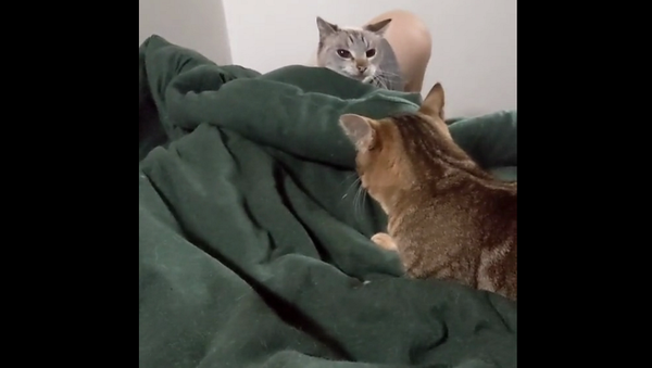 Кот навалял спящему под одеялом другу и поплатился – смешное видео - Sputnik Грузия