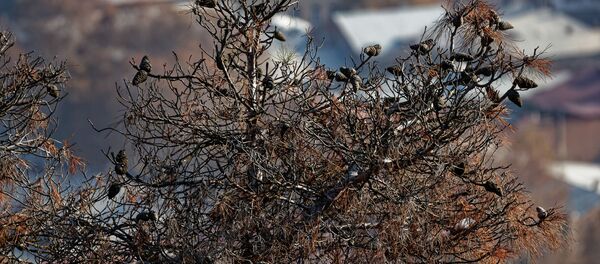 Шишки на хвойных деревьях - Sputnik Грузия