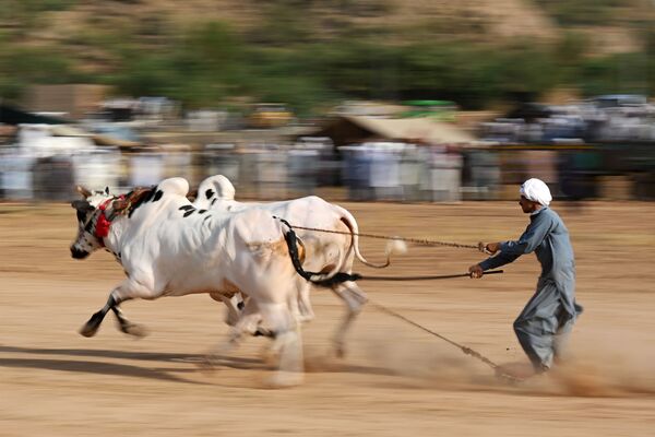 Традиционная гонка быков в деревне Билавал в Пакистане - Sputnik Грузия
