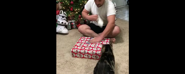 Парень очень обрадовался новогоднему подарку, но кот его радость не разделил – видео - Sputnik Грузия