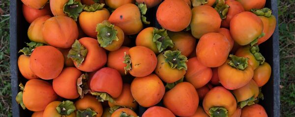 საქართველომ ხურმისა და კარალიოკის ექსპორტისგან 6 მლნ დოლარის შემოსავალი მიიღო - Sputnik საქართველო