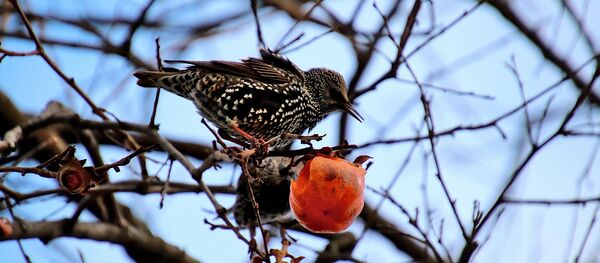 ჩიტი ხის ტოტზე - Sputnik საქართველო