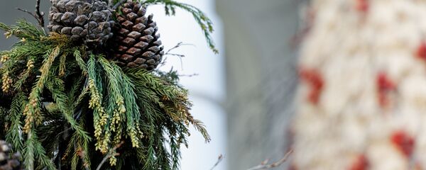 Еловые шишки на фоне новогодних украшений и новогодней елки Еловые шишки на фоне новогодних украшений и новогодней елки - Sputnik Грузия