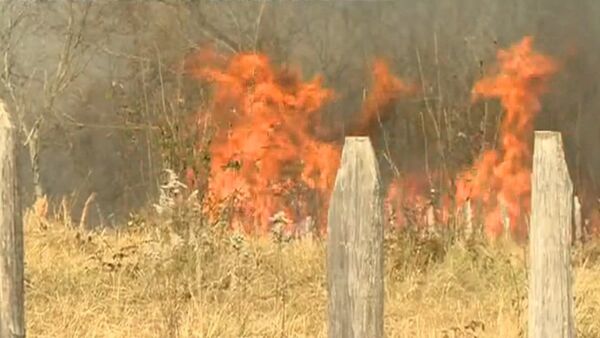 Леса продолжают гореть на западе Грузии: три очага в районе Цаленджиха - видео - Sputnik Грузия