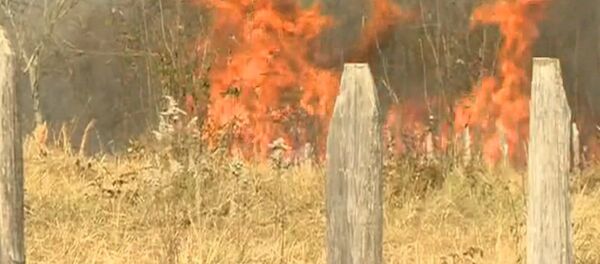 Леса продолжают гореть на западе Грузии: три очага в районе Цаленджиха - видео Леса продолжают гореть на западе Грузии: три очага в районе Цаленджиха - видео - Sputnik Грузия