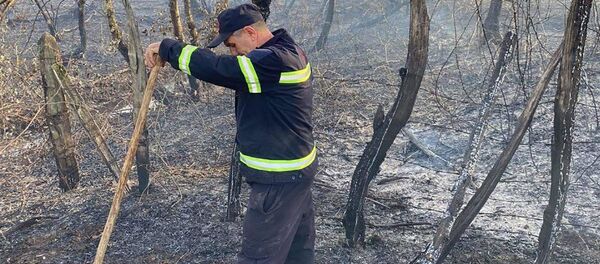 Лесные пожары в Самегрело - пожарные-спасатели на месте бедствия - Sputnik Грузия