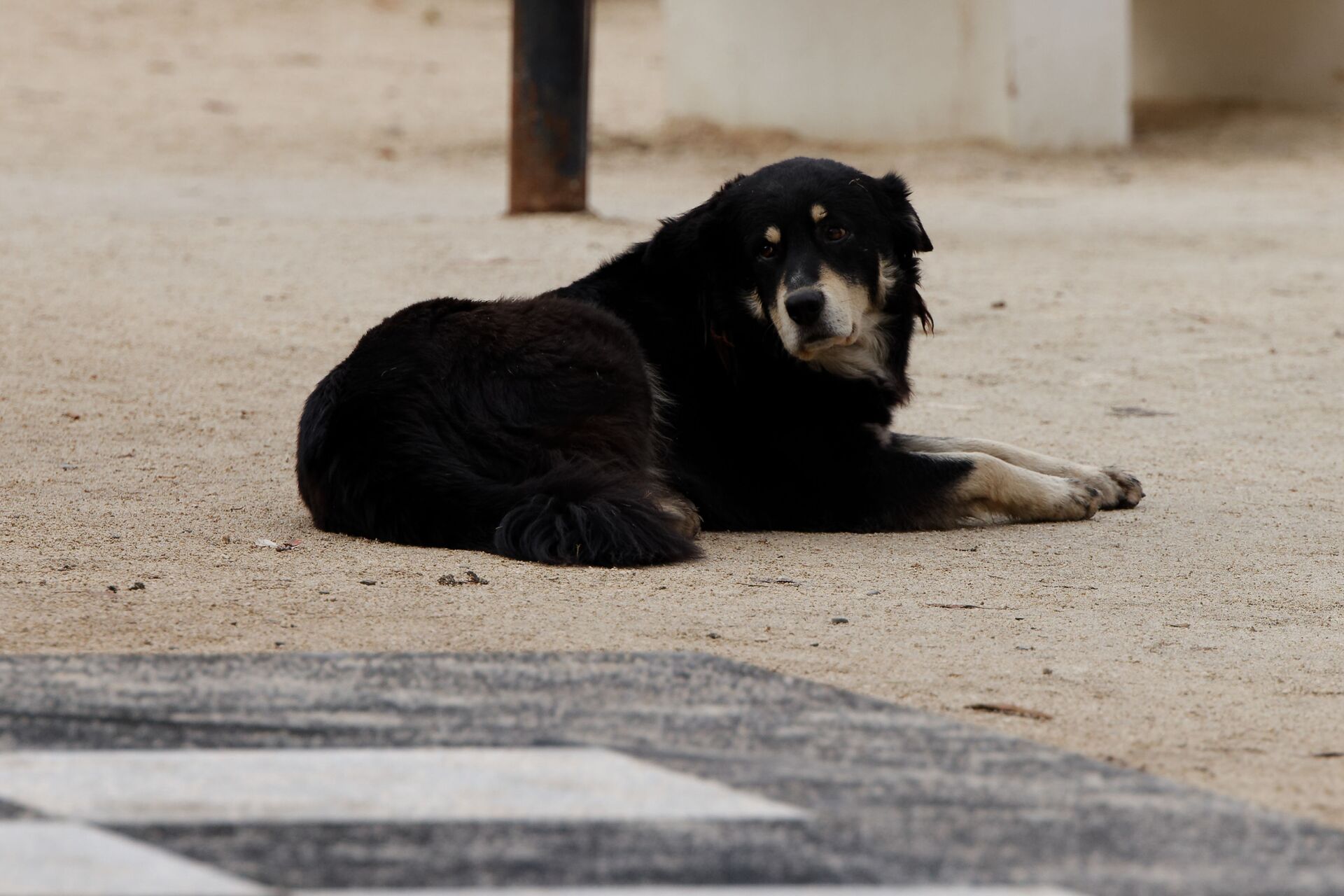 Бродячая собака в парке - Sputnik Грузия, 1920, 01.04.2026