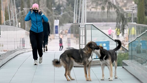 Эпидемия коронавируса -  прохожие на улице в масках идут мимо бродячих собак - Sputnik Грузия