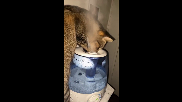 Кот впервые увидел увлажнитель воздуха и не очень понял, что с ним делать – забавное видео - Sputnik Грузия