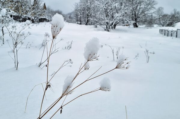 Природа зимой выглядит необычно. Хотя может это только для нас, жителей теплой страны?  - Sputnik Грузия