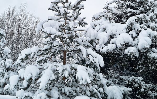 ხეები თოვლით შეიმოსა - Sputnik საქართველო