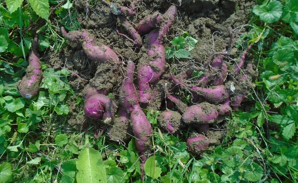 რა სასარგებლო თვისებები აქვს ბატატს და როგორ მოვამზადოთ მისგან გემრიელი სადილი რა სასარგებლო თვისებები აქვს ბატატს და როგორ მოვამზადოთ მისგან გემრიელი სადილი - Sputnik საქართველო